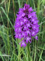 Pyramidal Orchid: Click to enlarge